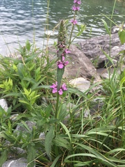Stachys alpina