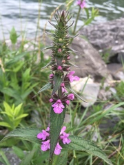 Stachys alpina