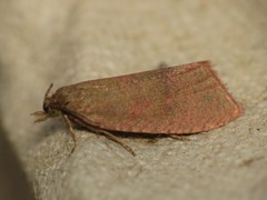 Celypha rosaceana