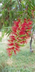 Melaleuca viminalis