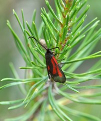 Zygaena osterodensis