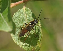 Tenthredopsis scutellaris