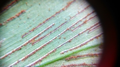 Asplenium macrophyllum