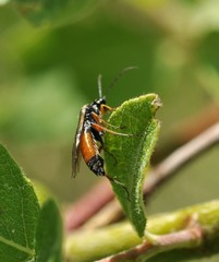 Tenthredopsis scutellaris