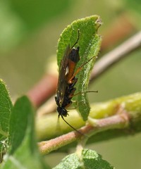 Tenthredopsis scutellaris