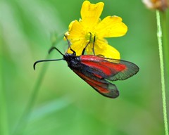 Zygaena osterodensis