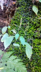 Rhynchoglossum