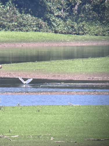 Snowy Egret photographed in Kentucky