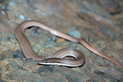 Burton's Legless Lizard photo 4