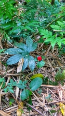 Tacca palmata