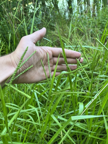 Field Paspalum — photo 1