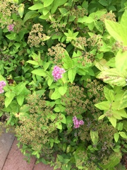 Spiraea