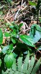 Strobilanthes crossandra