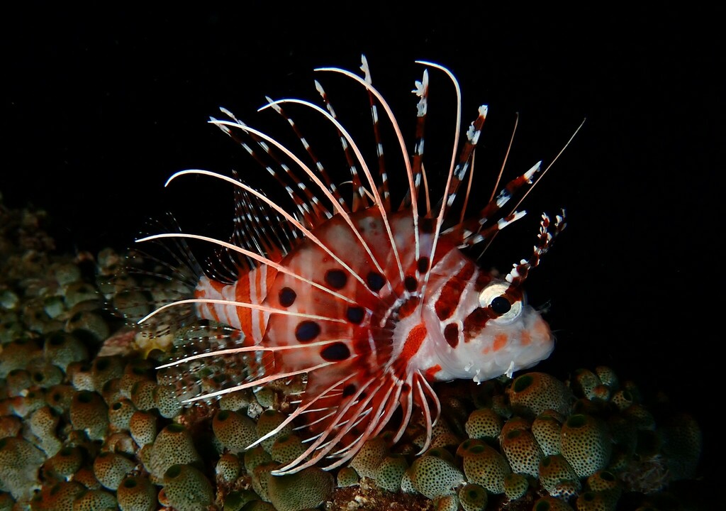 Photo of Spotfin lionfish (Pterois antennata)