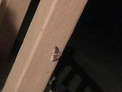 Anticlea multiferata