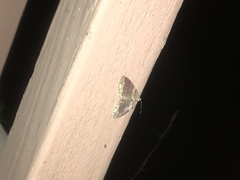 Anticlea multiferata