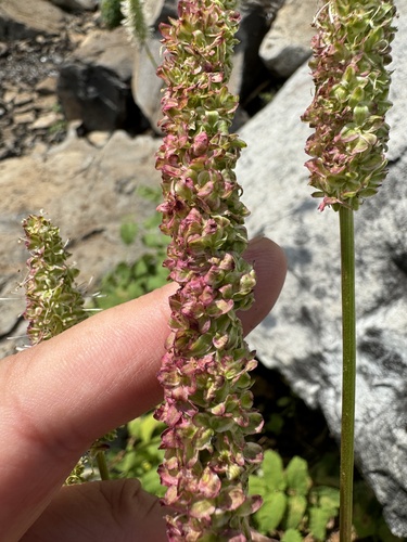 Image of Sanguisorba stipulata by no rights reserved