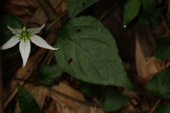 Lycianthes lysimachioides