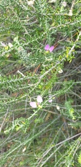 Polygala teretifolia