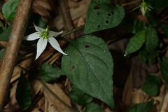 Lycianthes lysimachioides