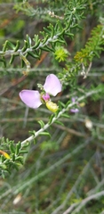 Polygala teretifolia