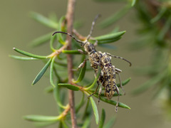 Pempsamacra dispersa