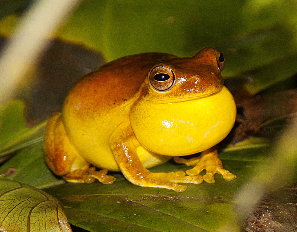 Loquacious Treefrog