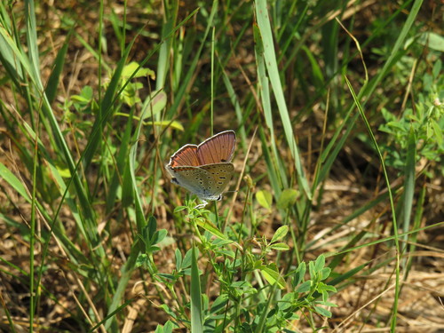 Čiobrelinis Auksinukas