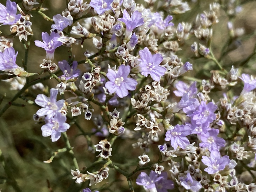 Limonium dichotomum