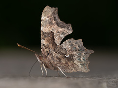 Polygonia c-album
