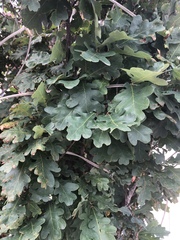 Quercus