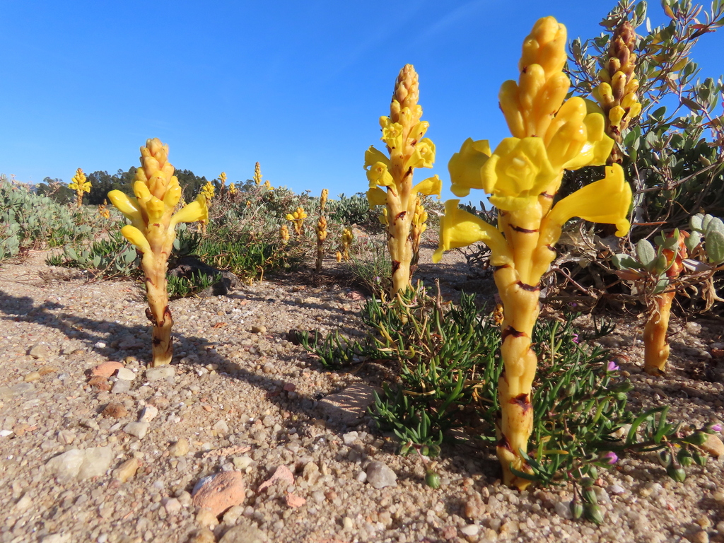Yellow Broomrape