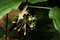 Smilax riparia