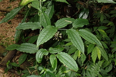 Smilax riparia