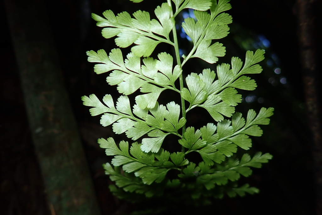 Asplenium pseudolaserpitiifolium