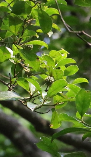 Cornus hongkongensis, photograph 5