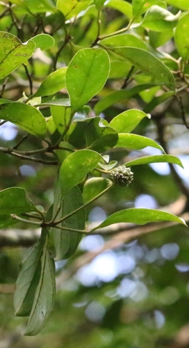 Cornus hongkongensis, photograph 6