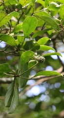 Cornus hongkongensis, photograph author not stated, no rights reserved