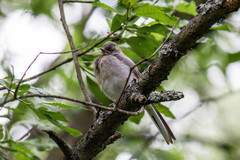 Motacilla alba