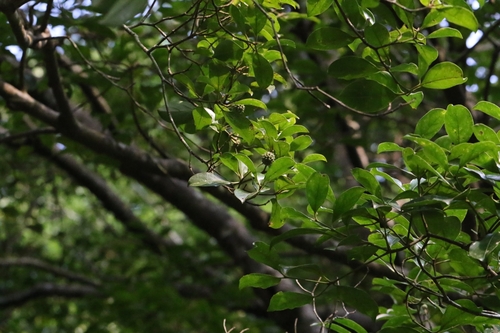 Image of Cornus hongkongensis by no rights reserved