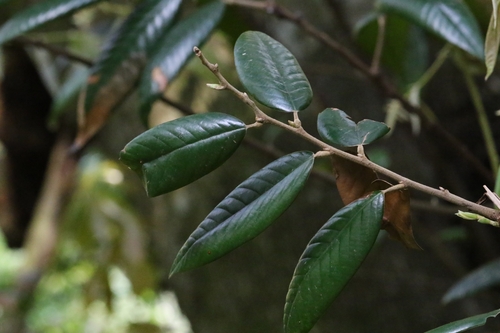 Castanopsis concinna, photograph 6