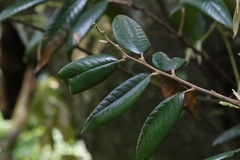 Castanopsis concinna, photograph author not stated, no rights reserved