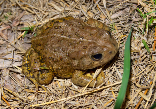 Sonoran Desert Toad