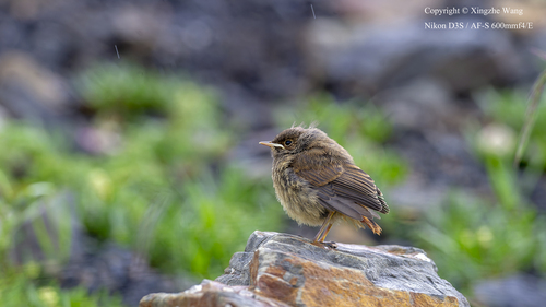 Southeastern Black Redstart