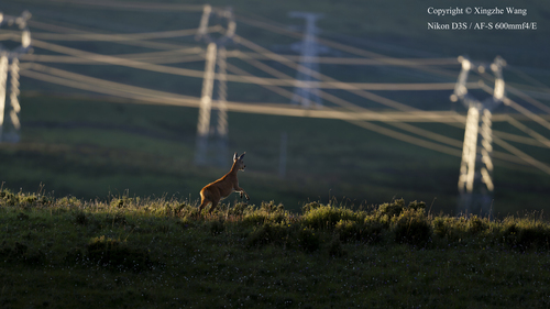 Eastern Roe Deer