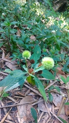 Hyptis capitata