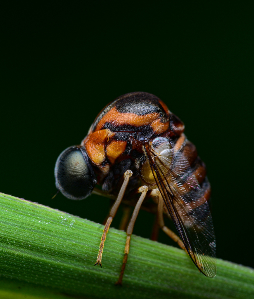 Philopota flavimaculata