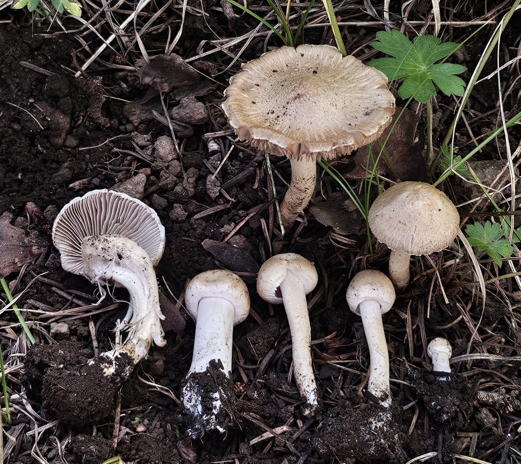Inocybe kauffmanii