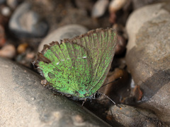 Callophrys rubi