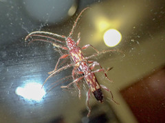 Coptocercus aberrans